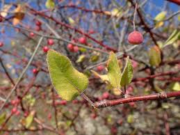 Image result for Burseraceae