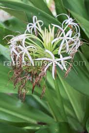 Image result for Crinum aurantiacum