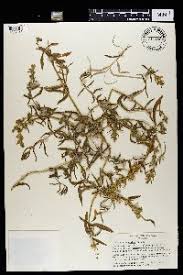 Image result for Justicia anselliana