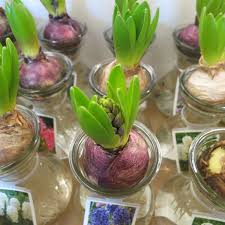 More images for how to plant amaryllis bulbs in pots » Forcing Bulbs Is Easy Way To Have Spring Color Indoors
