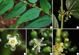 Image result for Trema sp A