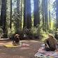 Chameleon Breathwork Redwood Hike Experience