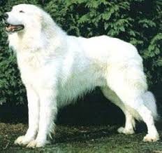 Dog Furniture Akbash Dog Akbash Dog Breeds
