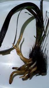 Image result for Enhalus acoroides