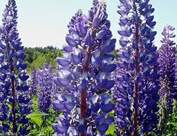 Image result for Lupinus mexicanus