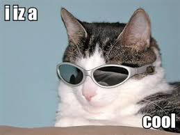 Image result for lolcats