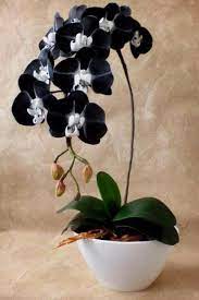 Pin By Kenya Clay On Orquideas Orchid Flower Arrangements Beautiful Flowers Unusual Flowers