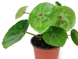 Image result for Begonia clypeifolia