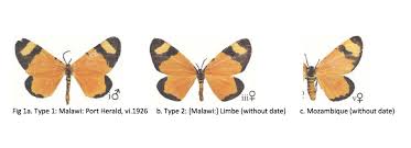 Image result for Acridocarpus chloropterus