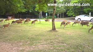 4.7 ( 101 รีวิว ) 1k+ จองแล้ว. à¹€à¸— à¸¢à¸§à¹„à¸™à¸— à¸‹à¸²à¸Ÿà¸²à¸£ à¹€à¸Š à¸¢à¸‡à¹ƒà¸«à¸¡ à¸à¸¥à¸²à¸‡à¸§ à¸™ Night Safari Chiangmai Thailand Youtube