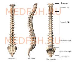 Anatomiya Pozvonochnogo Stolba I Otdelnyh Pozvonkov Medfsh Ru