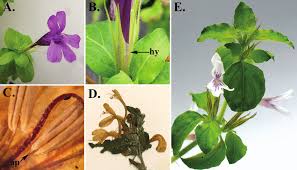 Image result for Dyschoriste thunbergiiflora