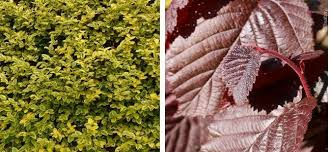 Le corokie cotonéastre est un arbuste de rusticité modérée, plutôt adapté en pleine terre pour les régions aux hivers doux. Top 25 Des Arbustes Pour Une Haie Fleurie