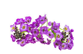 Image result for Humularia