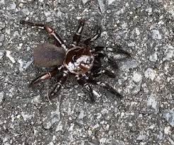 Maybe you would like to learn more about one of these? Ummidia Trap Door Spider Usa Spiders