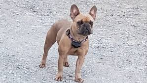 Once we contacted vitalii in reference to the puppy we were interested in, any stress of finding the right puppy and breeder for us, was gone. French Bulldog Puppies At Mybuddybulldogs In Michigan Home Facebook