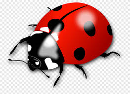 Beetle Ladybird Ladybug Insects Animal Png Pngegg We have 78+ amazing background pictures carefully picked by our community. beetle ladybird ladybug insects