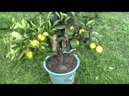 Multi grafted trees with more than one variety or citrus type on the same tree are sometimes available. Citrus 2 Graft Fruit Salad Tree Combines Oranges Mandarins Lemons Limes Tangelos Grapefruit And Pomelos Th Citrus Trees Grafting Plants Fruit Salad Tree