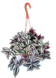 Image result for Tradescantia zebrina