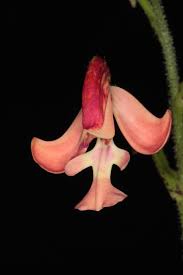 Image result for Cynorkis debilis