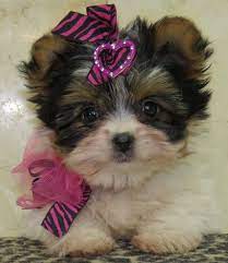 Www Ohpuppylove Com Morkie Shorkie Maltipoo Breeder Puppies Puppy Dog Dogs Dog Breeds Morkie For Sale Shor Maltipoo Breeders Morkie Puppies Dogs And Puppies