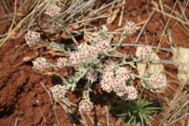 Image result for Helichrysum candolleanum
