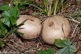 Image result for Scleroderma cepa