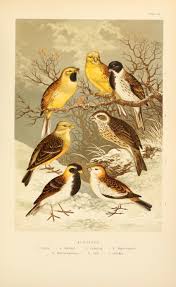 Birds And Their Eggs Pictures The Smaller British Birds With Descriptions Of Their Nests Eggs Habits Adams Henry Gardiner 1811 Or Small British Birds Vintage Bird Illustration Birds