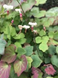 Image result for Blyxa hexandra