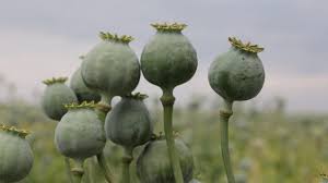 Check spelling or type a new query. Cultivo De Opio En Afganistan Aumento 37 Durante 2020