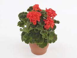 Image result for Pelargonium mossambicense