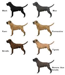 Cane Corso Color Variety Cane Corso Cane Corso Colors