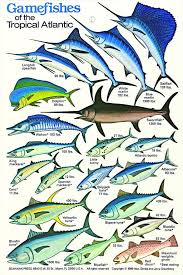 Thick Plastic Waterproof Gamefishes Of The Tropical Atlantic Id Card Saltwater Fishing Fish Chart Fishing Tips