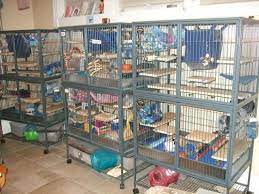 The Ferret Nation Club - Chins Hedgies Ferret Nation Cage Pet Rat Cages Ferret Toys