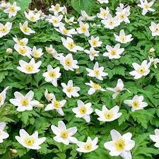 Wood Anemone K Van Bourgondien Wholesale Bulbs Perennials Wood Anemone Shade Loving Perennials Perennials