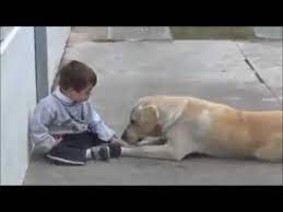 Loving Dog Takes Care Of Little Boy With Down Syndrome Youtube