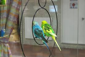 小鳥 インコ の商用利用可フリー写真素材3304 フォトック