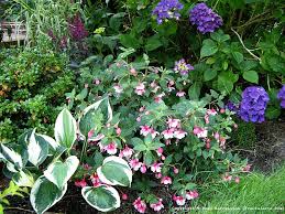 Pin By Doug Harrington On Shade Garden Plants Small Flower Gardens Hydrangea Landscaping Shade Flowers