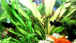 Maybe it is the clean lines of the architecture or the calming way it compliments. Themed Fish Tank Decorations Themed Aquarium Decorations Stock Video Footage 4k And Hd Video Clips Shutterstock