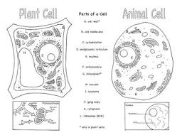 These parts are called subcellular structures. 33 Draw A Plant Cell And Label The Parts Labels Database 2020