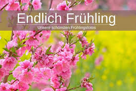 Bäume erneuern ihre blätter und blühen, und an manchen tagen wehen rosa blütenblätter durch die luft. Meine Schonsten Fruhlingsbilder Endlich Fruhling