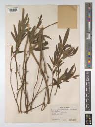 Image result for Eriosema laurentii