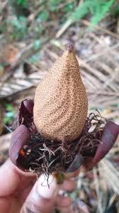 Image result for Pentadesma reyndersii