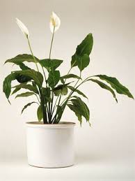 Beautiful flower garden | source. Pretty Indoor Flowering Plants