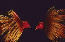 Pin En Animals