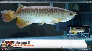 Arwana banjar red arwana silver brazil arwana golden red. Banjar Red Rtg Arowana Youtube