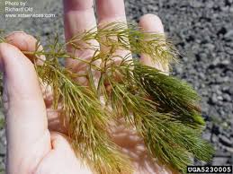 Image result for Ceratophyllaceae
