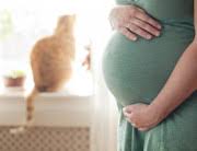 Alphavirus yang disebarkan oleh gigitan nyamuk dari spesies aedes aegypti. Wanita Hamil Hati Hati Terinfeksi Virus Zika Alodokter