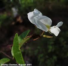 Image result for Galactia