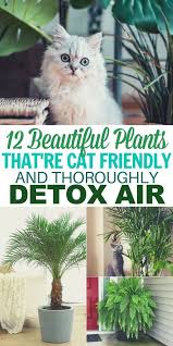 Based in downtown toronto, our mission is to make people healthier and. 12 Common House Plants That Filter Your Air All Day Common House Plants Cat Safe House Plants Safe House Plants
